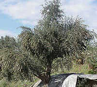 Olivenbaumschnitt: eine Ölolive vor der Ernte Olivenbaumschnitt: eine Ölolive vor der Ernte