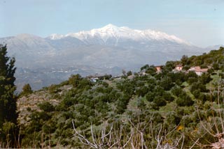 Maroulia Olivenhain vor dem Hintergrund des schneebedeckten Taygetos-Gebirges - zum Vergrößern anklicken Maroulia Olivenhain vor dem Hintergrund des schneebedeckten Taygetos-Gebirges